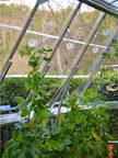 Kit de suspension de plantes Palram